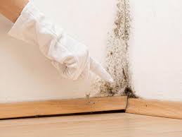 Professional Mold Prevention & Removal  in Torrington, WY